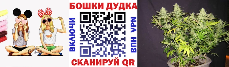 магазин продажи наркотиков  Майкоп  Каннабис индика 